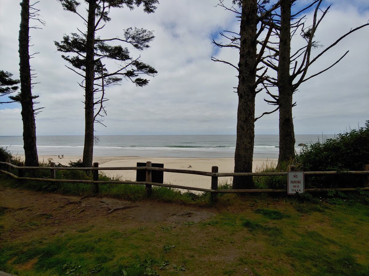 View of the ocean framed by wind-bent shore pines and a rail fence