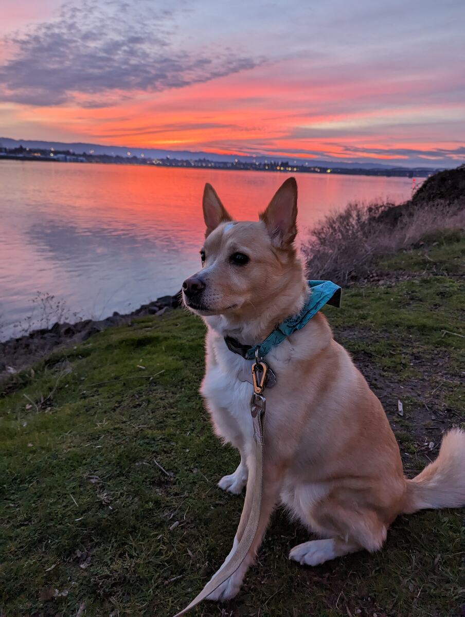 Tails, a yellow dog, sitting on a grassy bank in front of a pink sunset over water
