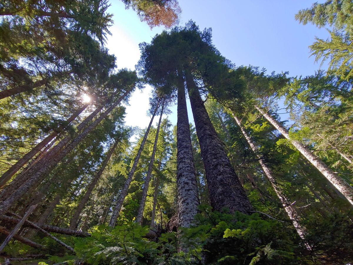 Looking up at tall evergreen trees with sunlight through the canopy