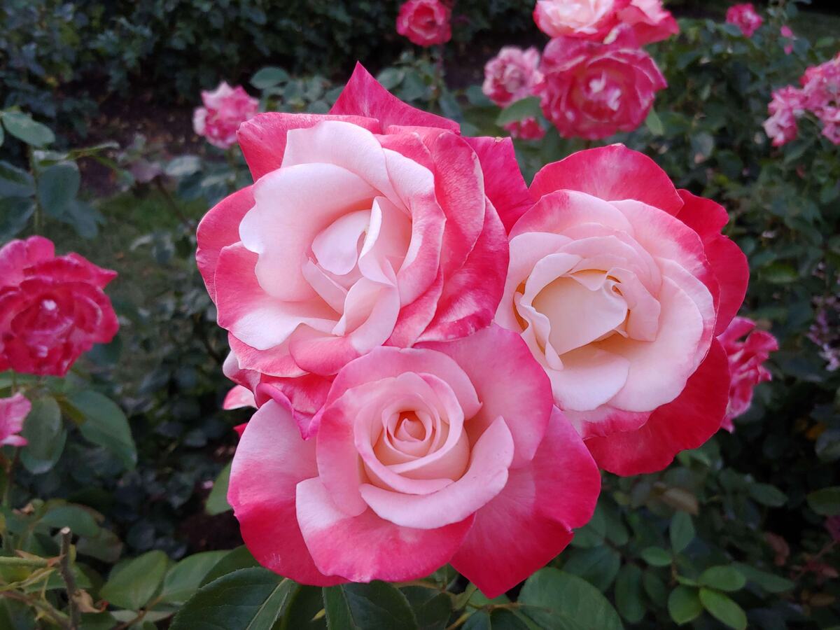 Cluster of pink and white roses in an evening garden